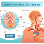 آناتومی و عملکرد مغز انسان